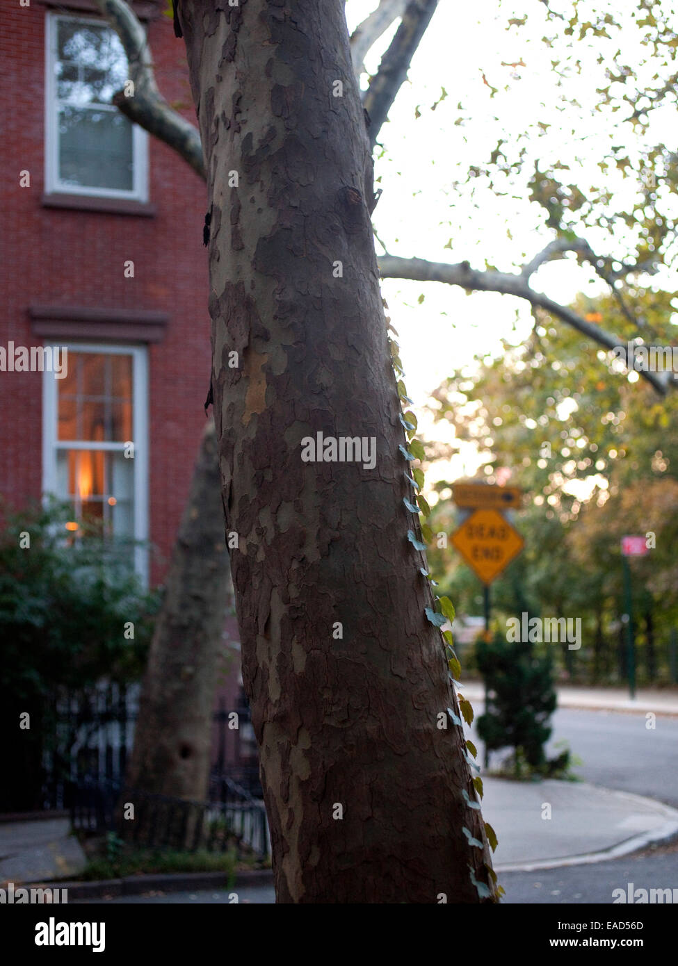 Détail de l'arbre à l'Écorce exfoliante et Ivy, Brooklyn. Banque D'Images