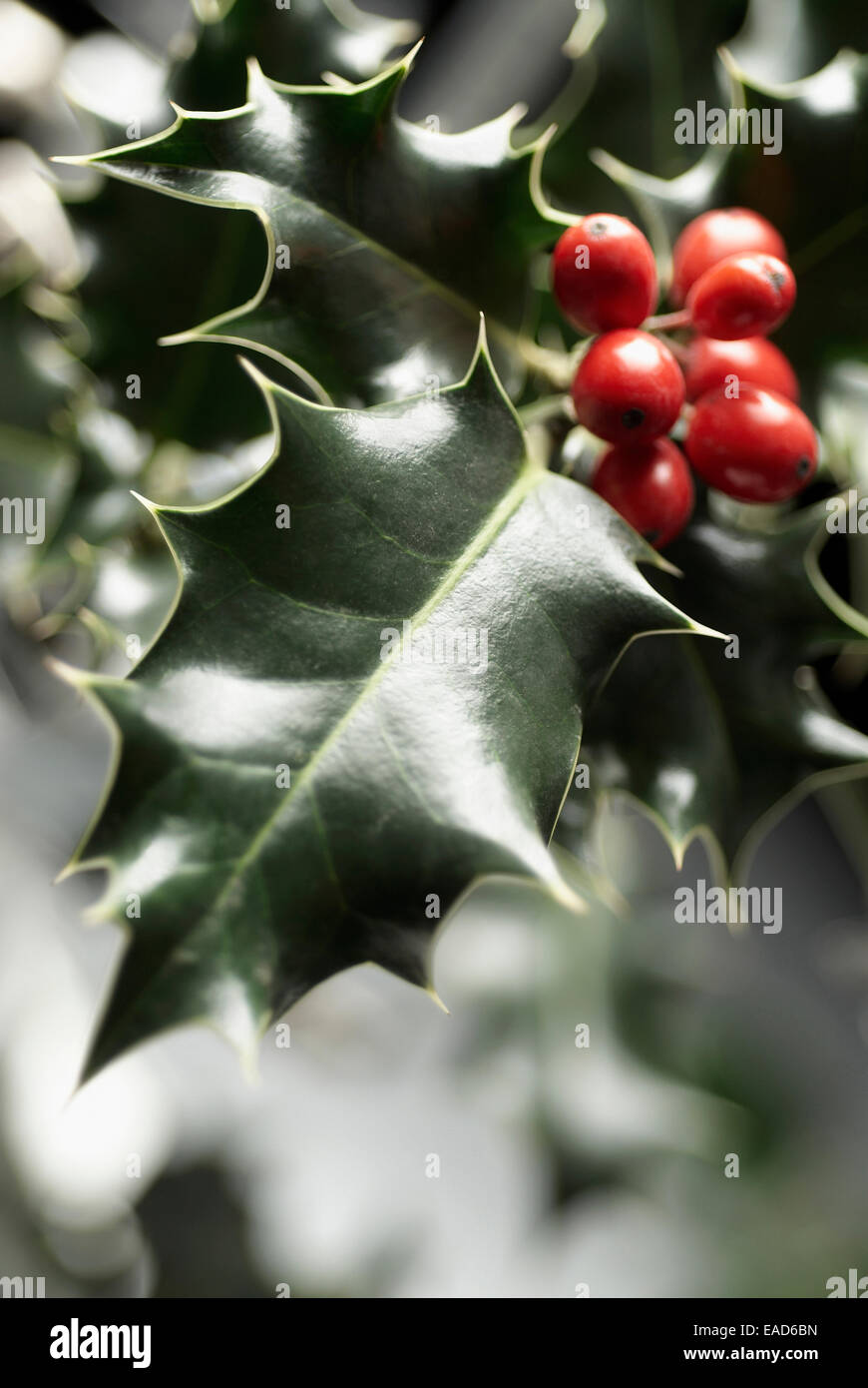 Houx, Ilex aquifolium, sous réserve rouge, fond vert. Banque D'Images
