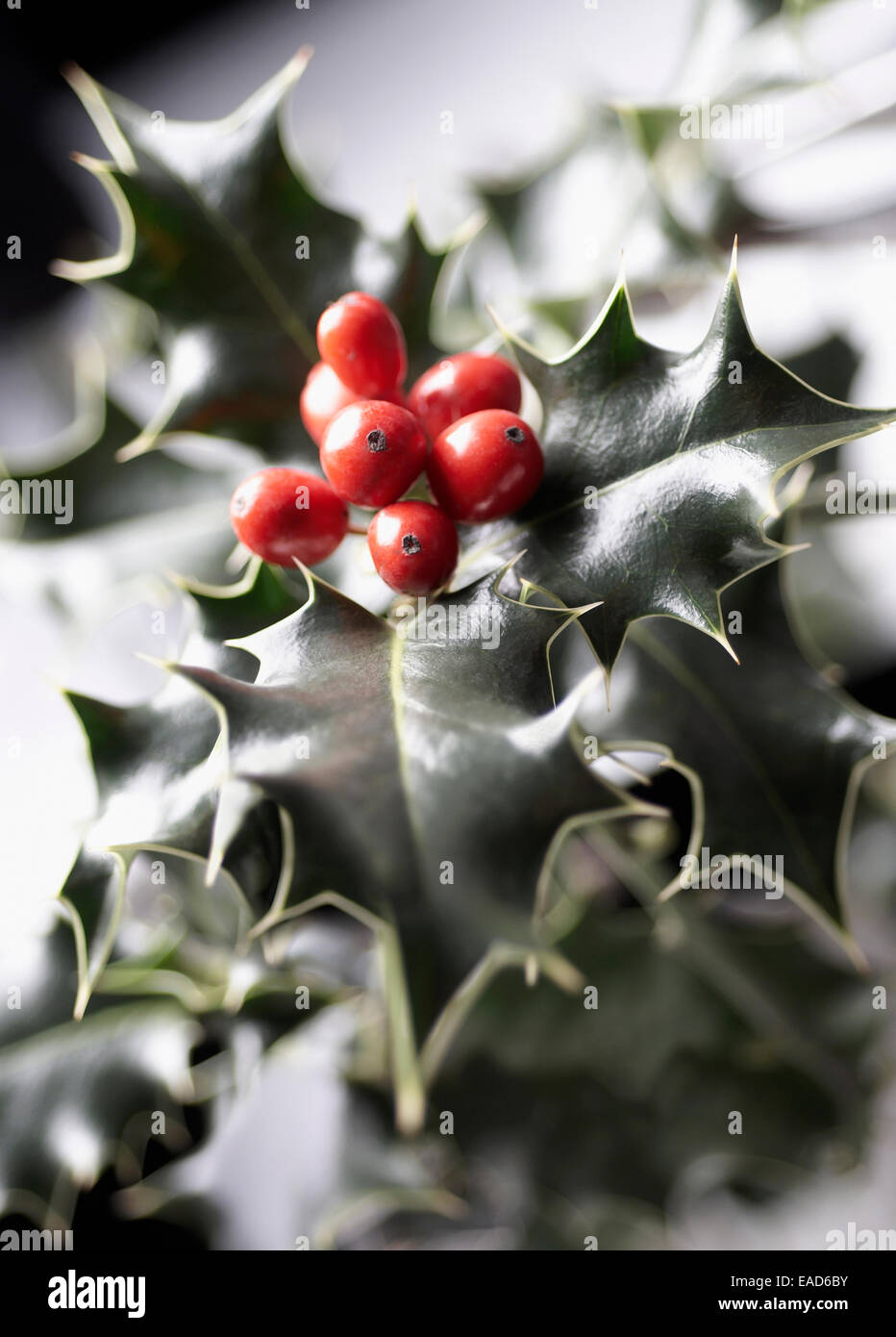 Houx, Ilex aquifolium, sous réserve rouge, fond vert. Banque D'Images