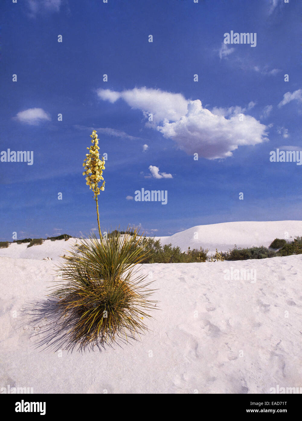 Un yucca plante fleurit au White Sands National Monument dans le sud du Nouveau-Mexique Banque D'Images