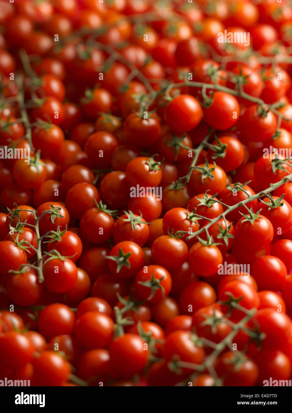 Tomate, Lycopersicon esculentum 'Gardeners Delight', l'objet rouge. Banque D'Images
