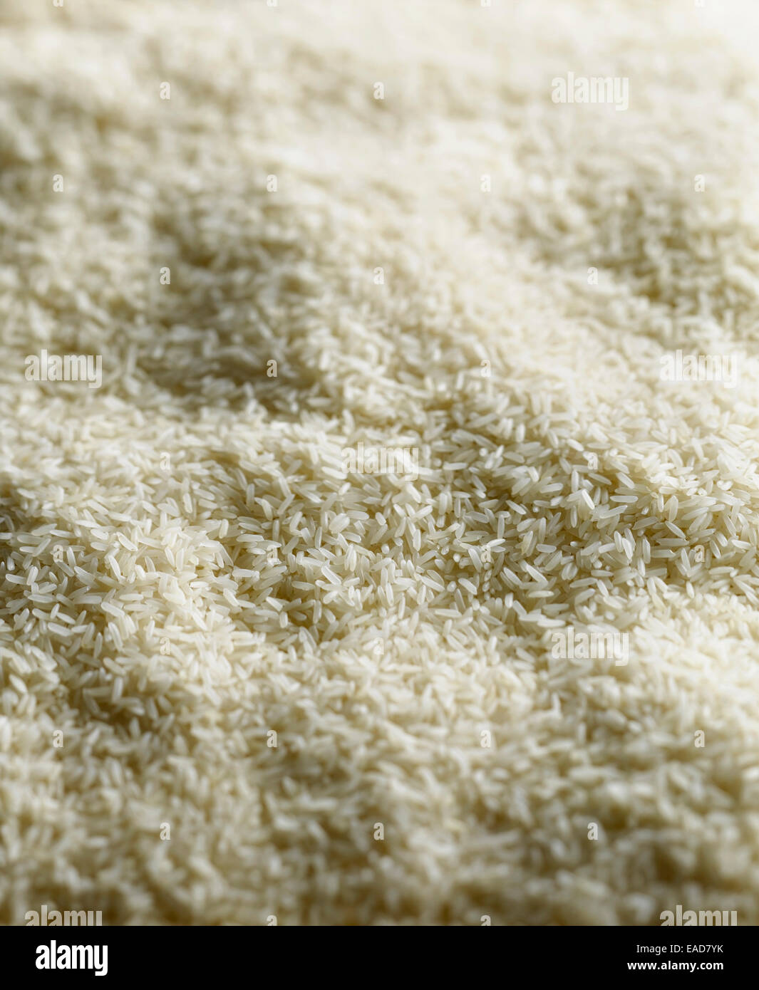 Riz, Oryza sativa, objet blanc. Banque D'Images