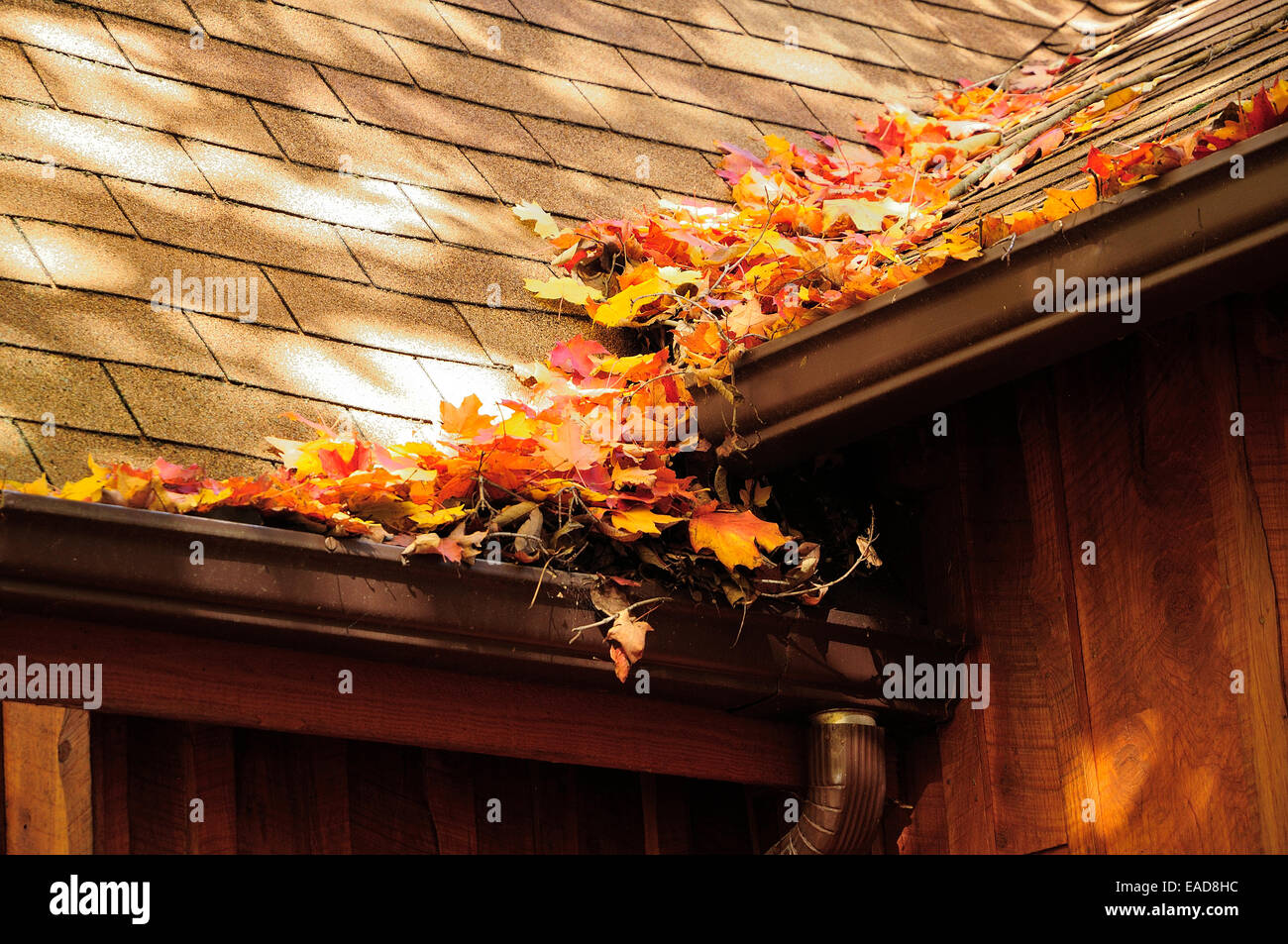 Automne feuilles d'érable à sucre cottage avec gouttière de colmatage Banque D'Images