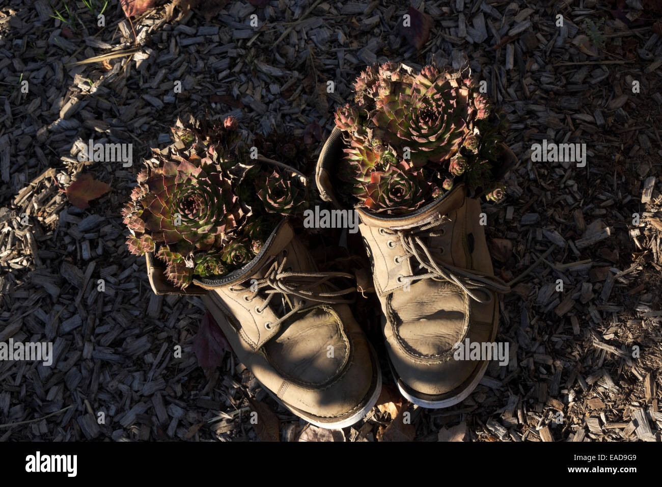 Poussins et poules planté dans une vieille paire de bottes de travail dans un jardin extérieur. Banque D'Images