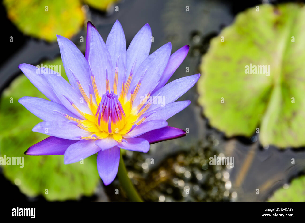 Lotus ou nénuphar ( Nymphaea Nouchali ) belle fleur pourpre en Thaïlande Banque D'Images