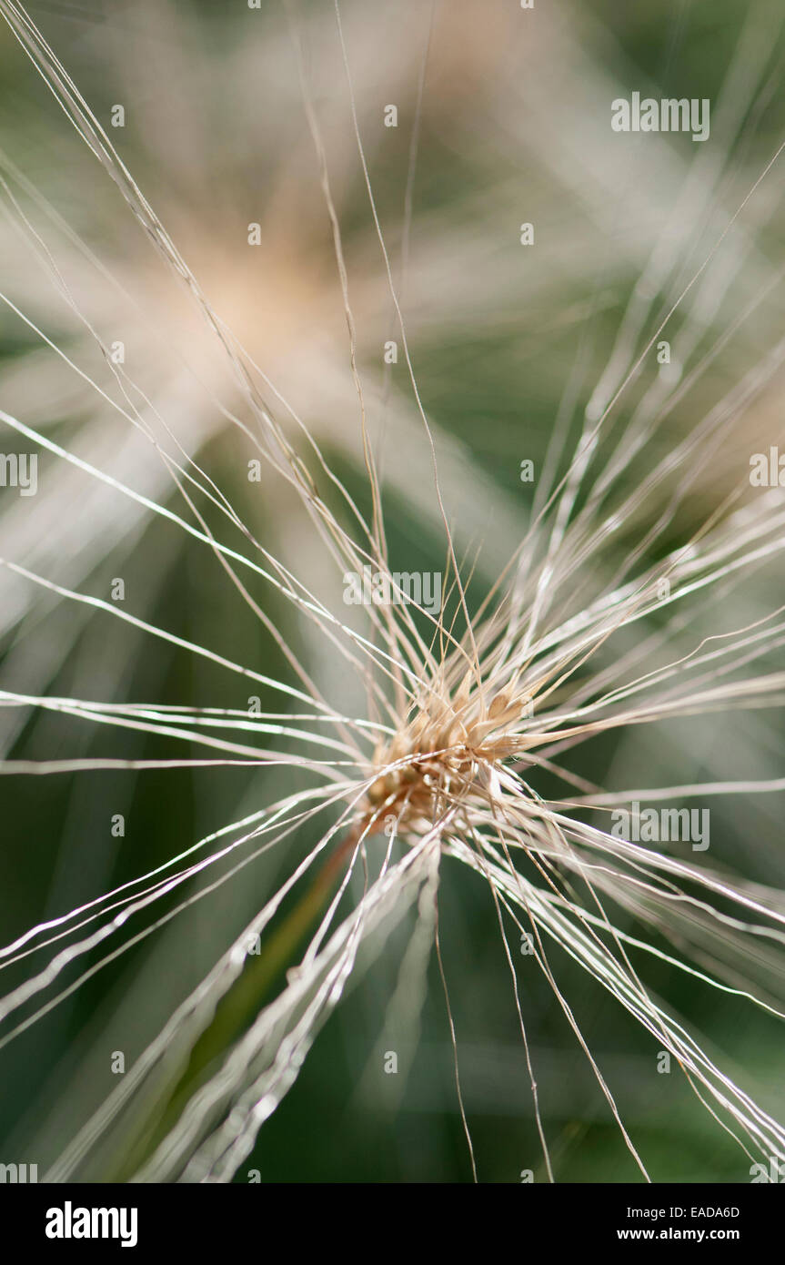 Allalihorn Pennisetum villosum, sous réserve de différentes couleurs. Banque D'Images