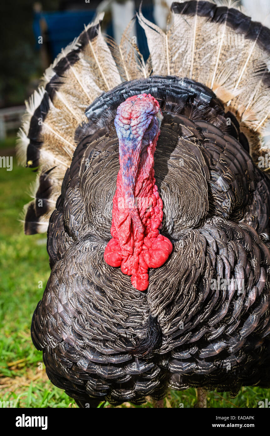 Le dindon sauvage mâle ou Meleagris gallopavo afficher attirer mate in grass Photo Stock Alamy