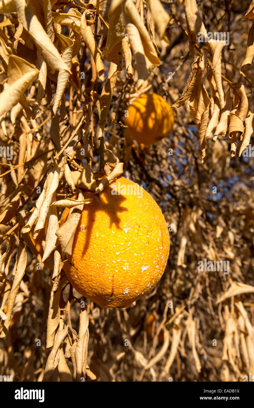 Mourir orangers qui n'ont plus d'eau pour irriguer d'eux près de Bakersfield, Californie, USA. À la suite d'une sécheresse sans précédent de quatre ans, Bakersfield est maintenant le plus sec des villes des USA. La plupart de la Californie est en sécheresse exceptionnelle, le plus haut niveau de classification de la sécheresse. 428 000 hectares de terres agricoles ont été retirées de la production en raison du manque d'eau, des milliers de travailleurs agricoles ont perdu leur emploi et un tiers de tous les enfants en Californie se couchent. Banque D'Images
