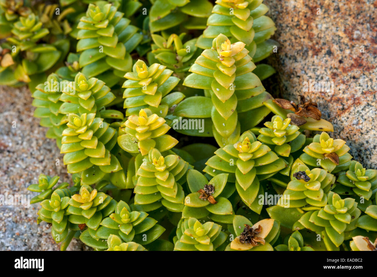 Bord de mer sandwort / sandplant (Honckenya peploides) croissant sur plage le long de la côte rocheuse Banque D'Images