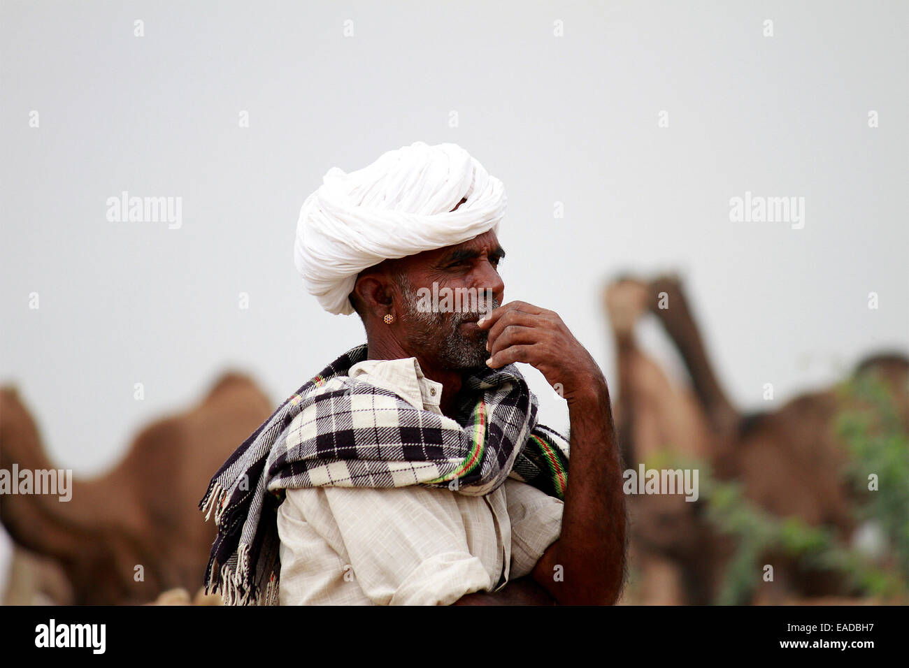 Turban, Indien, homme, vieil homme, villageois, moustache, barbe à Pushkar, Rajasthan, Inde. Banque D'Images