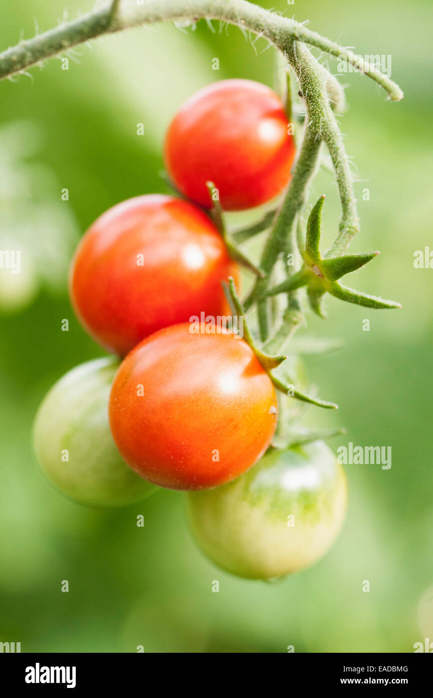 Tomate, Lycopersicon esculentum 'Rouge' Losetto, objet, fond vert. Banque D'Images