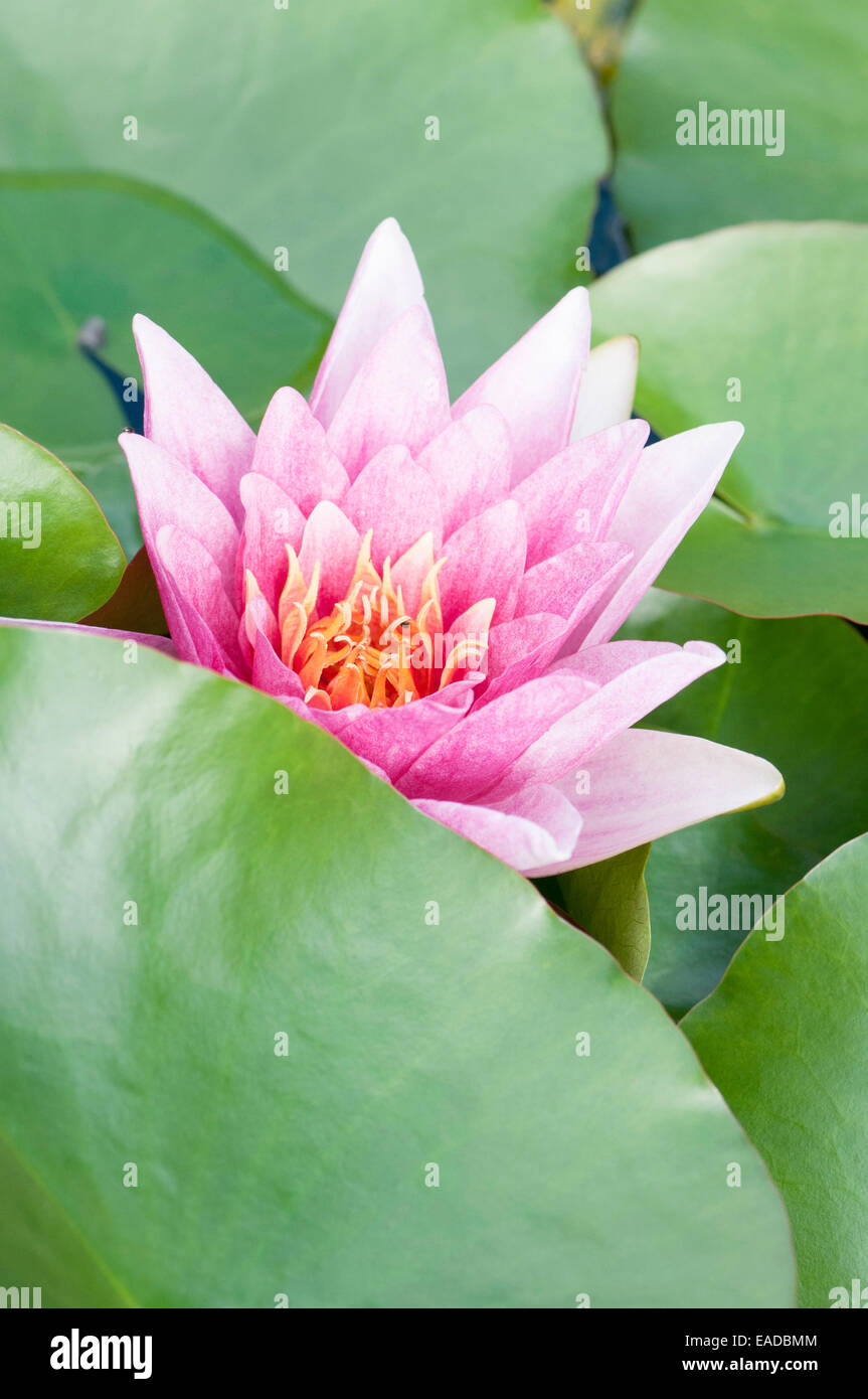Water Lily, Nymphaea, objet rose, fond vert. Banque D'Images
