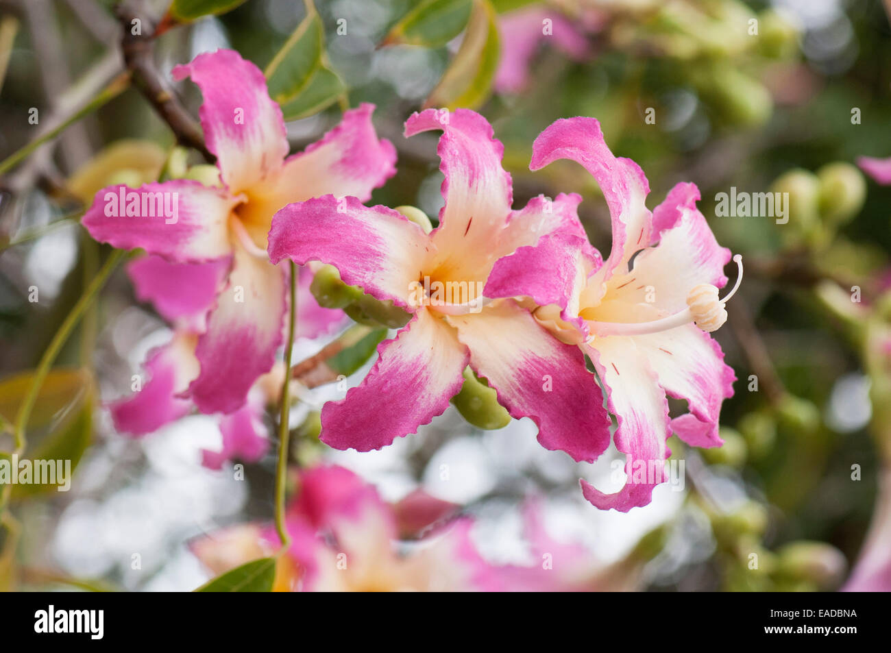 De Soie, arbre Ceiba speciosa, Rose l'objet. Banque D'Images