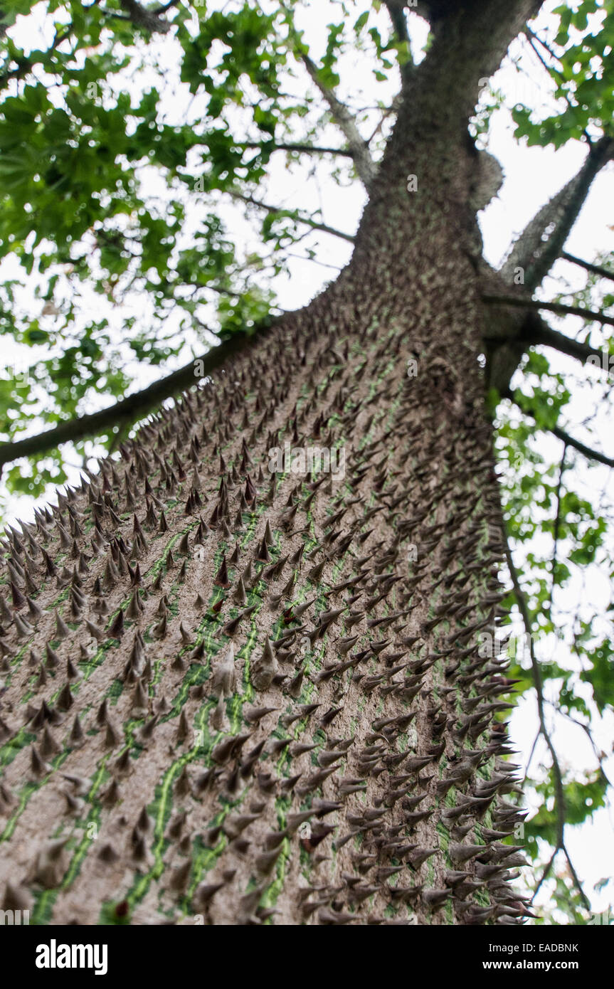 De Soie, arbre Ceiba speciosa, Bleu sujet. Banque D'Images