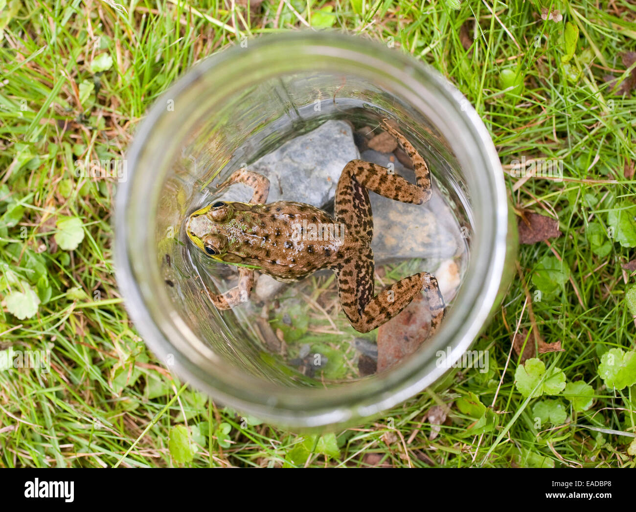 Grenouille dans un bocal en verre sur la pelouse Banque D'Images