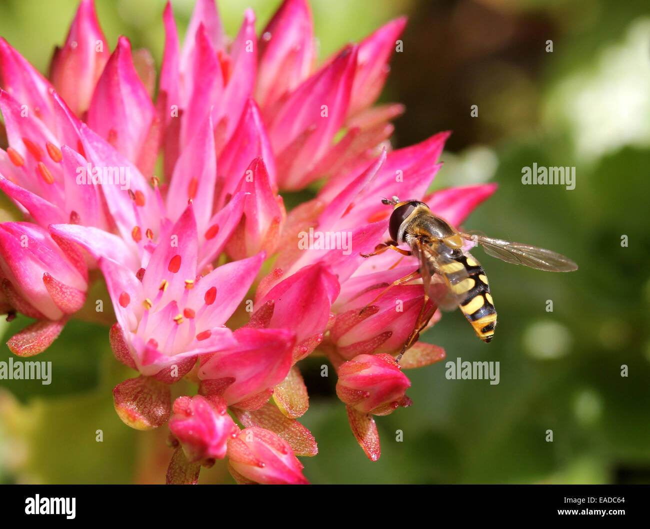 Sericomyia silentis Hover (fly) sur une fleur rose Banque D'Images