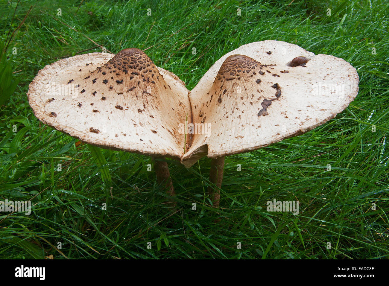 Deux champignons parasol (Macrolepiota procera / Lepiota procera), avec des plafonds fixés dans le pré Banque D'Images