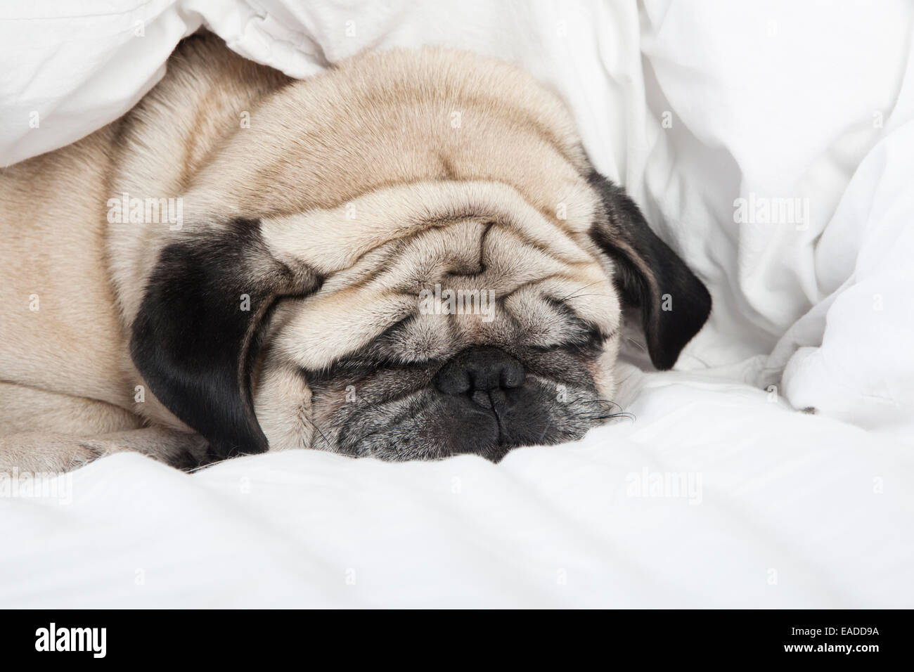 Le Pug Mâle avec fourrure de couleur crème, allongé sur une couverture blanche Banque D'Images