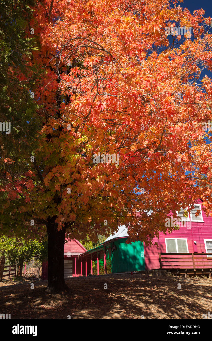 Couleurs d'automne autour d'une chambre au-dessus de la rivière Tule, à l'Est de Porterville, California, USA. Banque D'Images