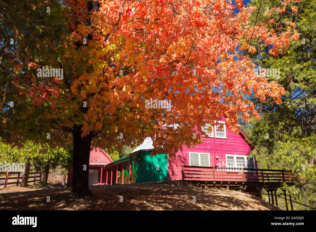 Couleurs d'automne autour d'une chambre au-dessus de la rivière Tule, à l'Est de Porterville, California, USA. Banque D'Images
