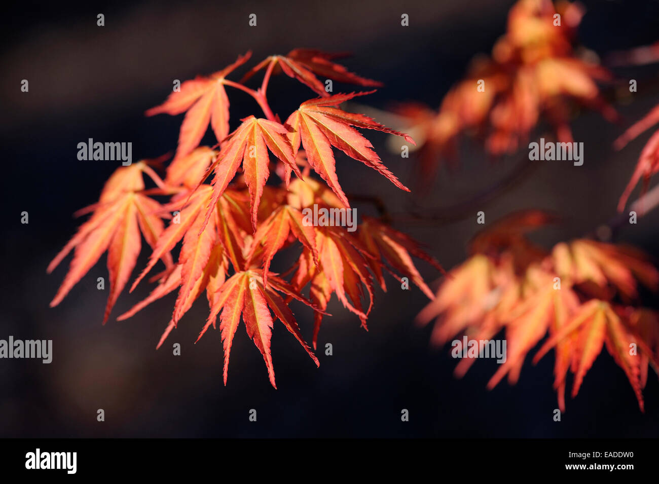 Japanese maple, Acer palmatum 'Katsura', l'objet Orange. Banque D'Images