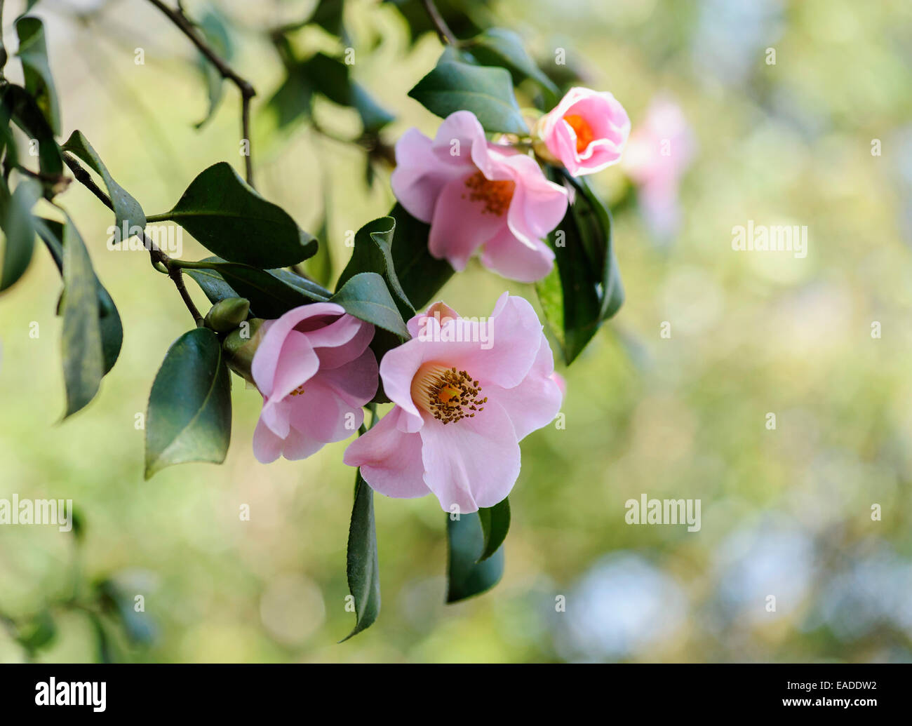 Camellia Camellia x williamsii, Philippa Forwood', 'objet rose, fond vert. Banque D'Images