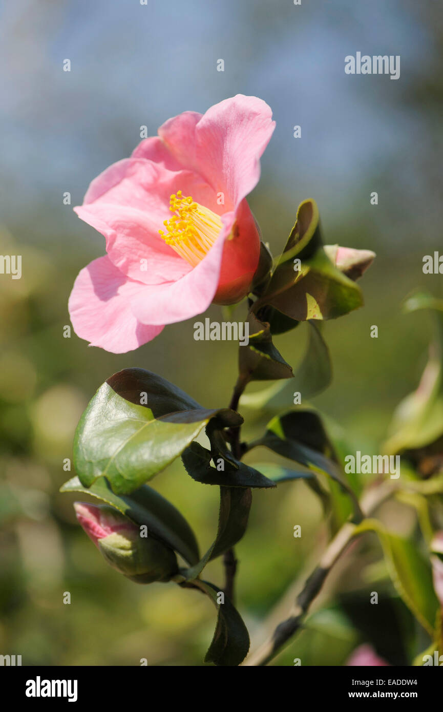 Camellia Camellia x williamsii, «don', objet rose, fond vert. Banque D'Images