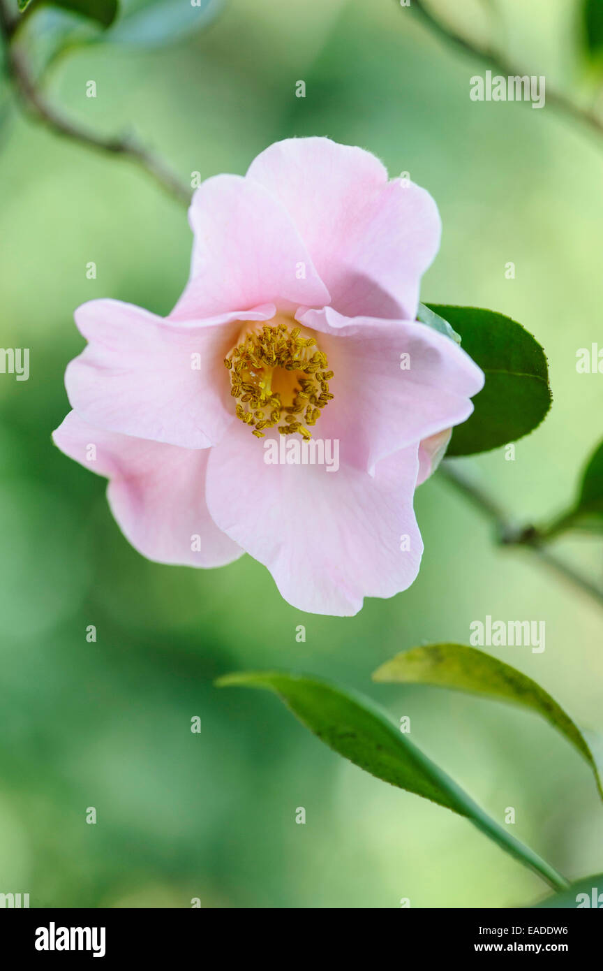 Camellia Camellia x williamsii, Philippa Forwood', 'objet rose, fond brun. Banque D'Images