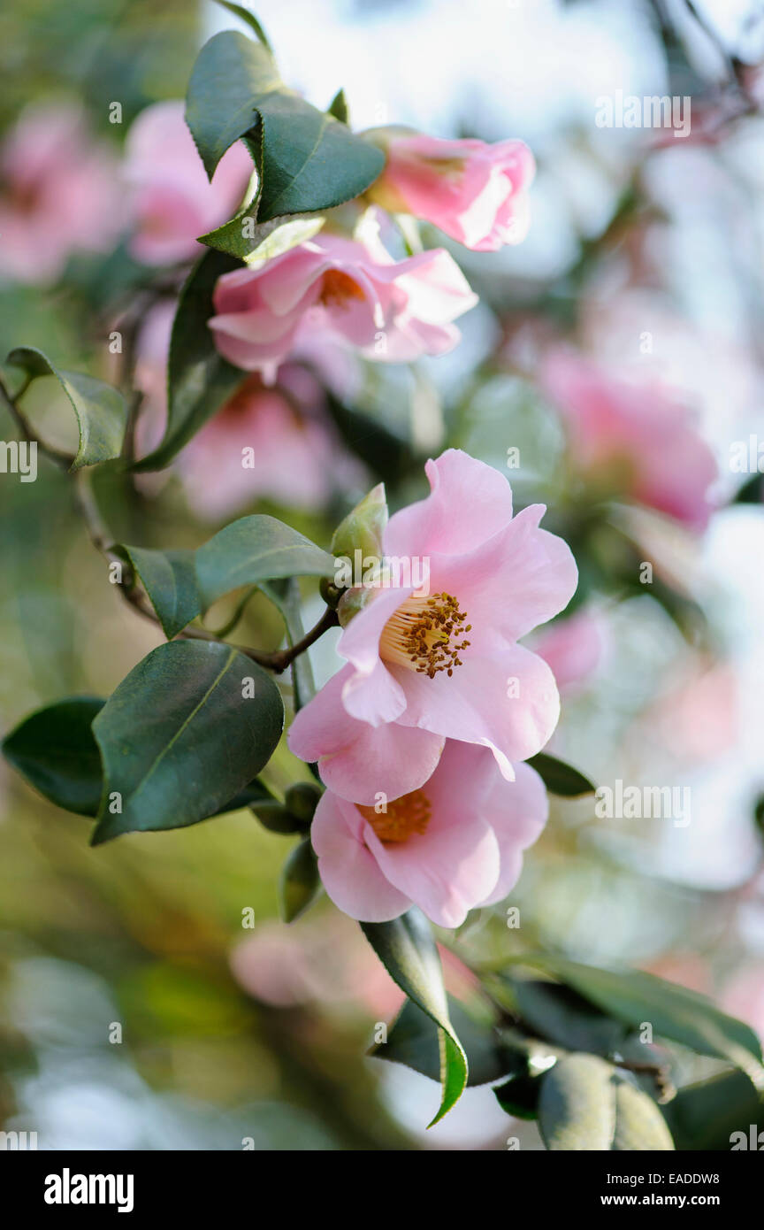Camellia Camellia x williamsii, Philippa Forwood', 'l'objet Rose. Banque D'Images