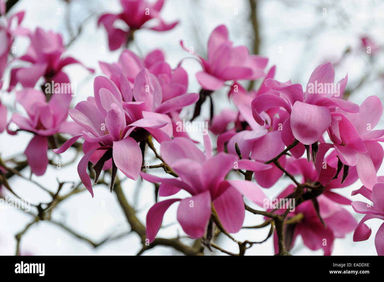 Magnolia, Magnolia sprengeri, Rose l'objet. Banque D'Images