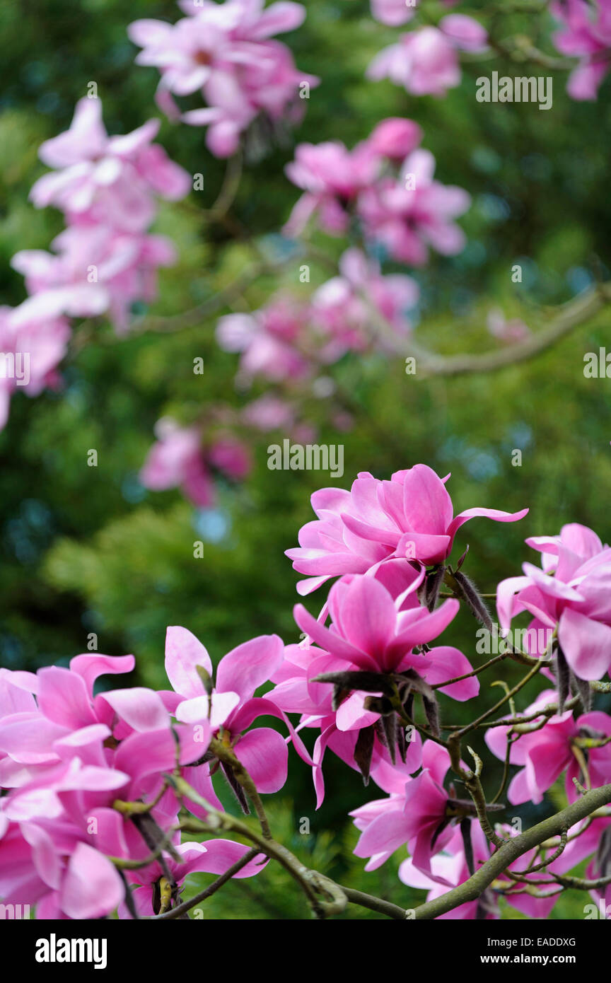 Magnolia, Magnolia sprengeri, Rose l'objet. Banque D'Images