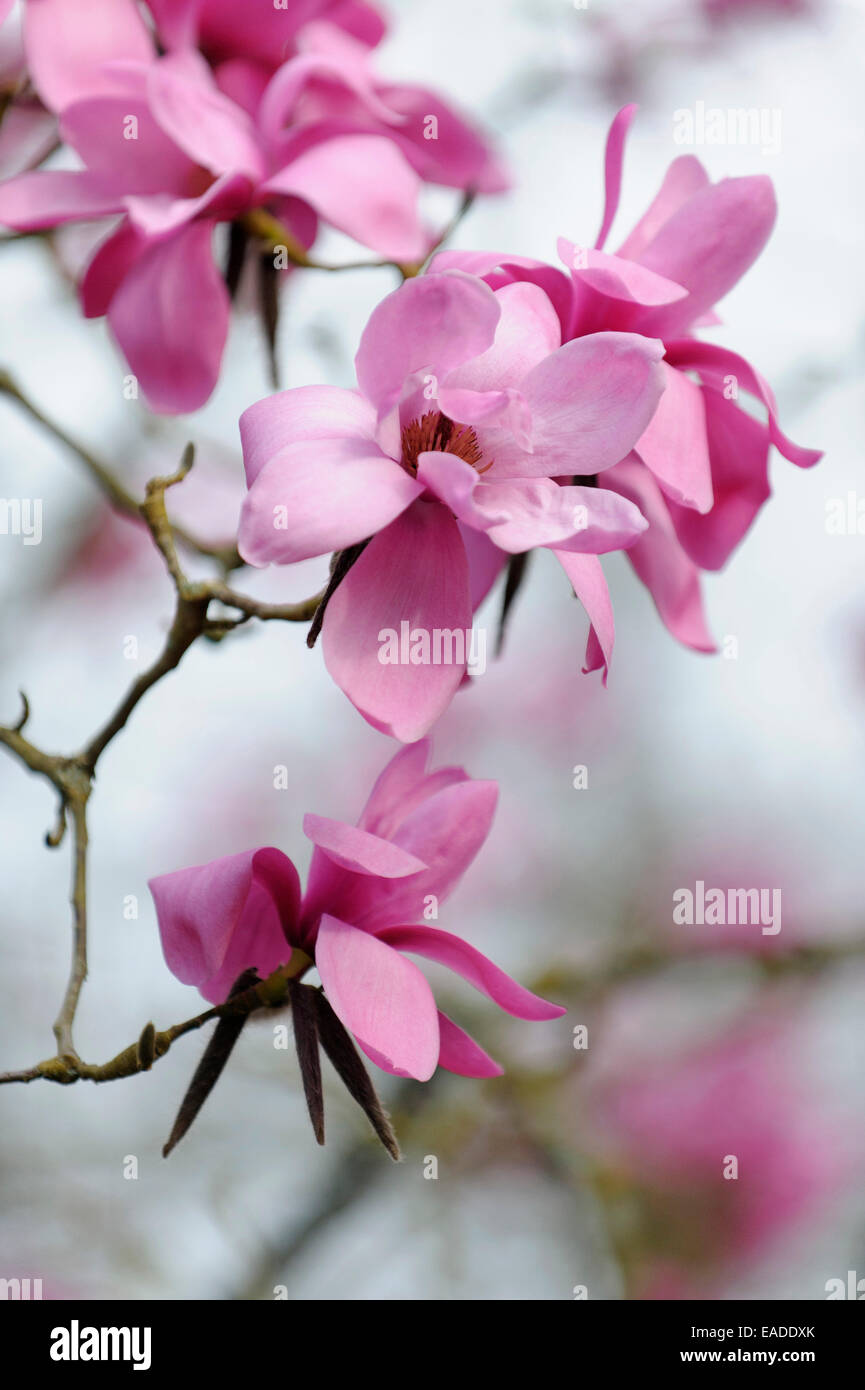 Magnolia, Magnolia sprengeri, Rose l'objet. Banque D'Images