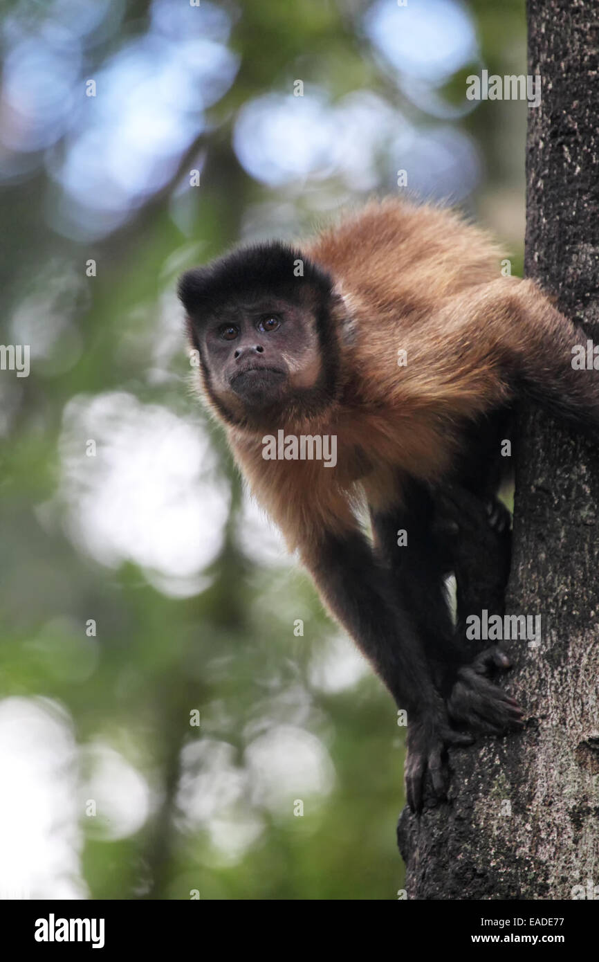 Capucin touffetée (apella cebus), grimpant sur un tronc d'arbre. Banque D'Images
