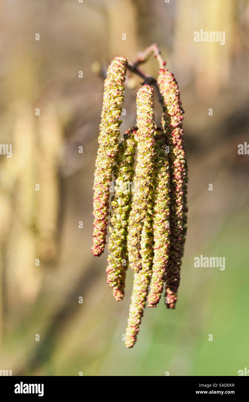 L'aulne, Alnus incana aulne, gris, brun sujet. Banque D'Images