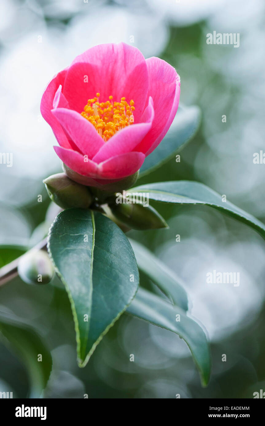 Camellia Camellia x williamsii, Bartley 'Rose', Rose l'objet. Banque D'Images