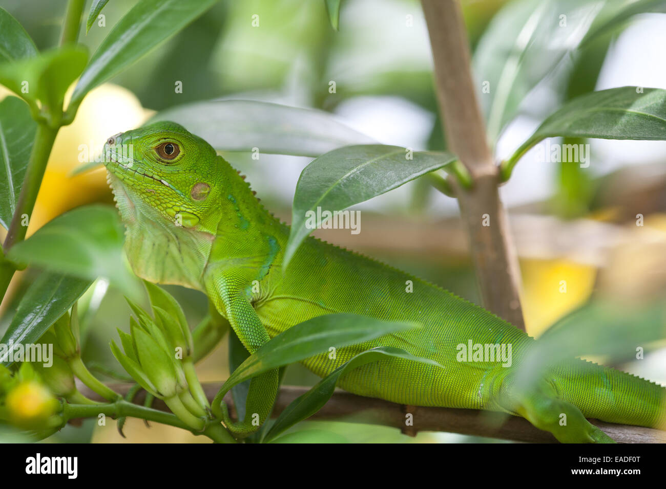 Panama faune avec un iguana vert juvénile dans une forêt en dehors de Penonomé, province de Cocle, République de Panama, Amérique centrale. Banque D'Images