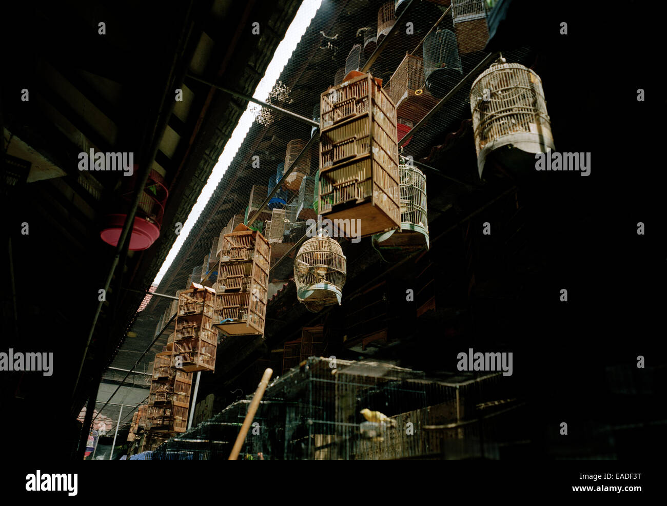 La photographie de voyage - marché aux oiseaux de Pramuka à Jakarta en Indonésie Java en Asie du Sud-Est Extrême-Orient. Documentaire commerce Calme sérénité Banque D'Images