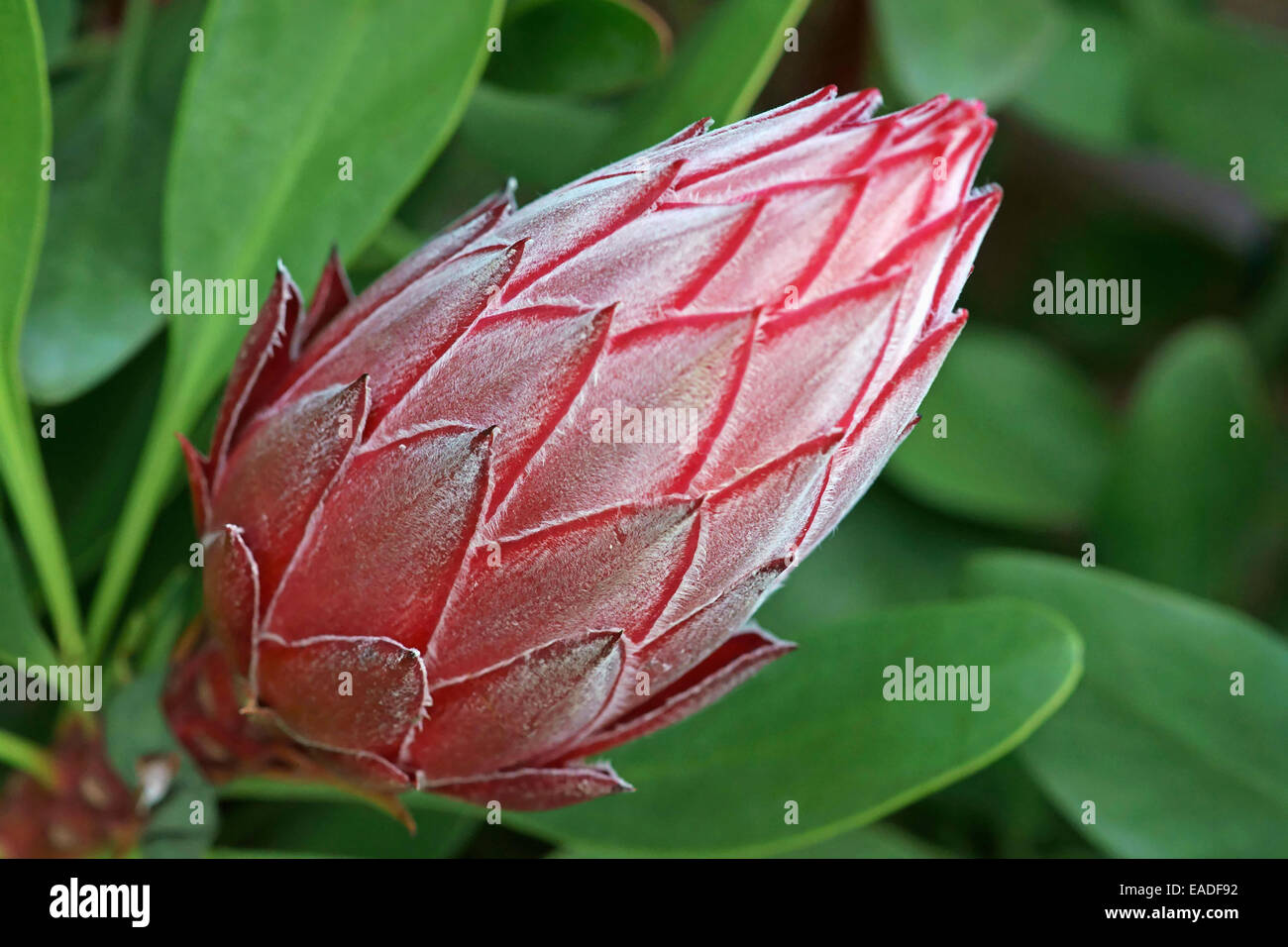 Protea Protea, rouge, objet, fond vert. Banque D'Images