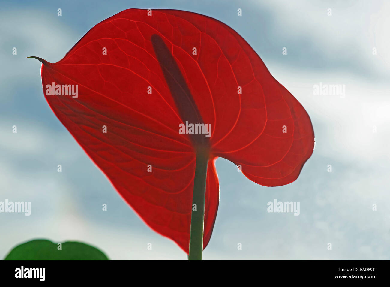 La palette du peintre, Anthurium scherzerianum, Red sujet. Banque D'Images