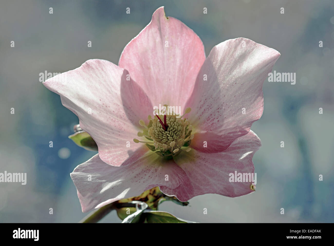 Hellebore Helleborus orientalis, hybrides, l'objet Rose. Banque D'Images