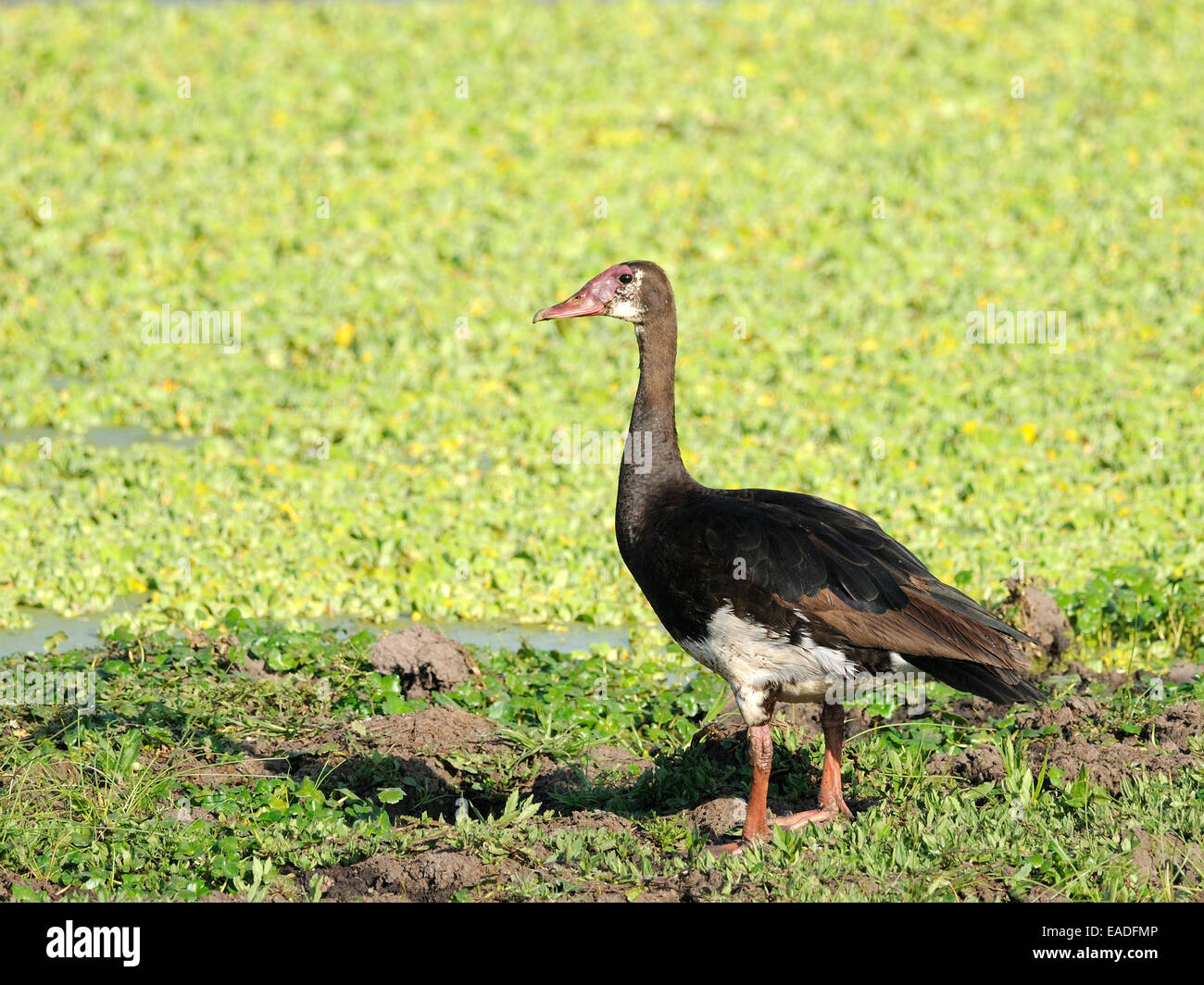 Un épi - winged goose ( Piectropterus gambensis ) cherche de la nourriture dans un Massai Mara marsh Banque D'Images