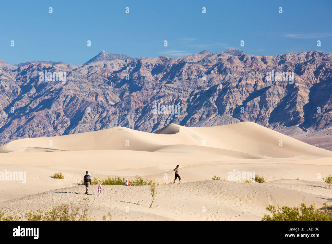 Le mesquite flat dunes dans la vallée de la mort qui est le plus faible, le plus chaud, le plus sec aux Etats-Unis, avec une moyenne annuelle rainf Banque D'Images