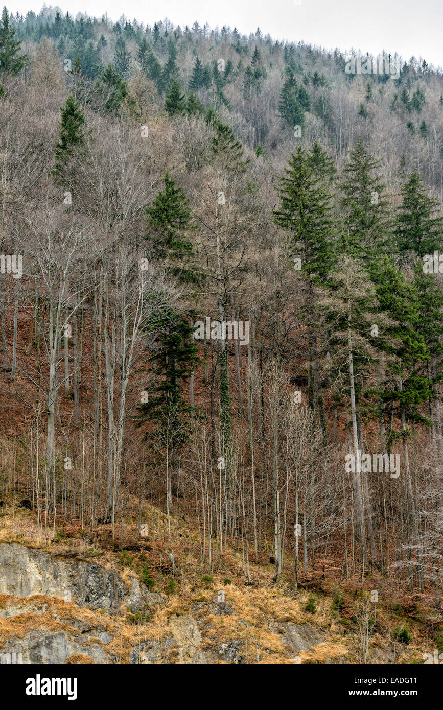 Les arbres avec des feuilles tombées dans la forêt de montagne Banque D'Images