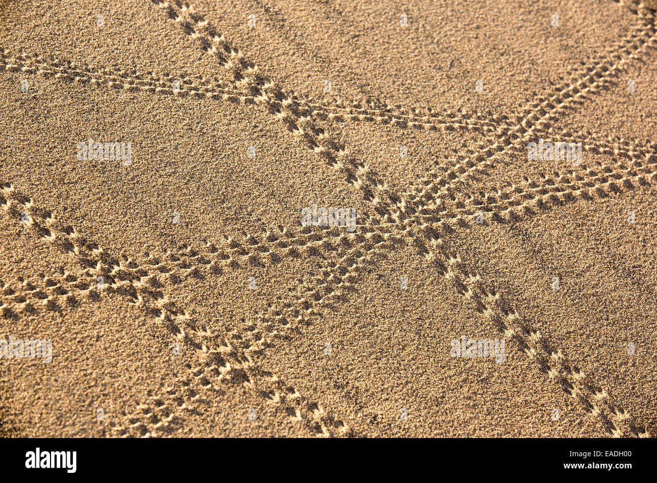 Sur les sentiers de lézard Mesquite flat dunes dans la vallée de la mort qui est le plus faible, le plus chaud, le plus sec aux Etats-Unis, avec une pluviométrie annuelle moyenne d'environ 2 pouces, certaines années, il ne reçoit pas de pluie du tout. Banque D'Images