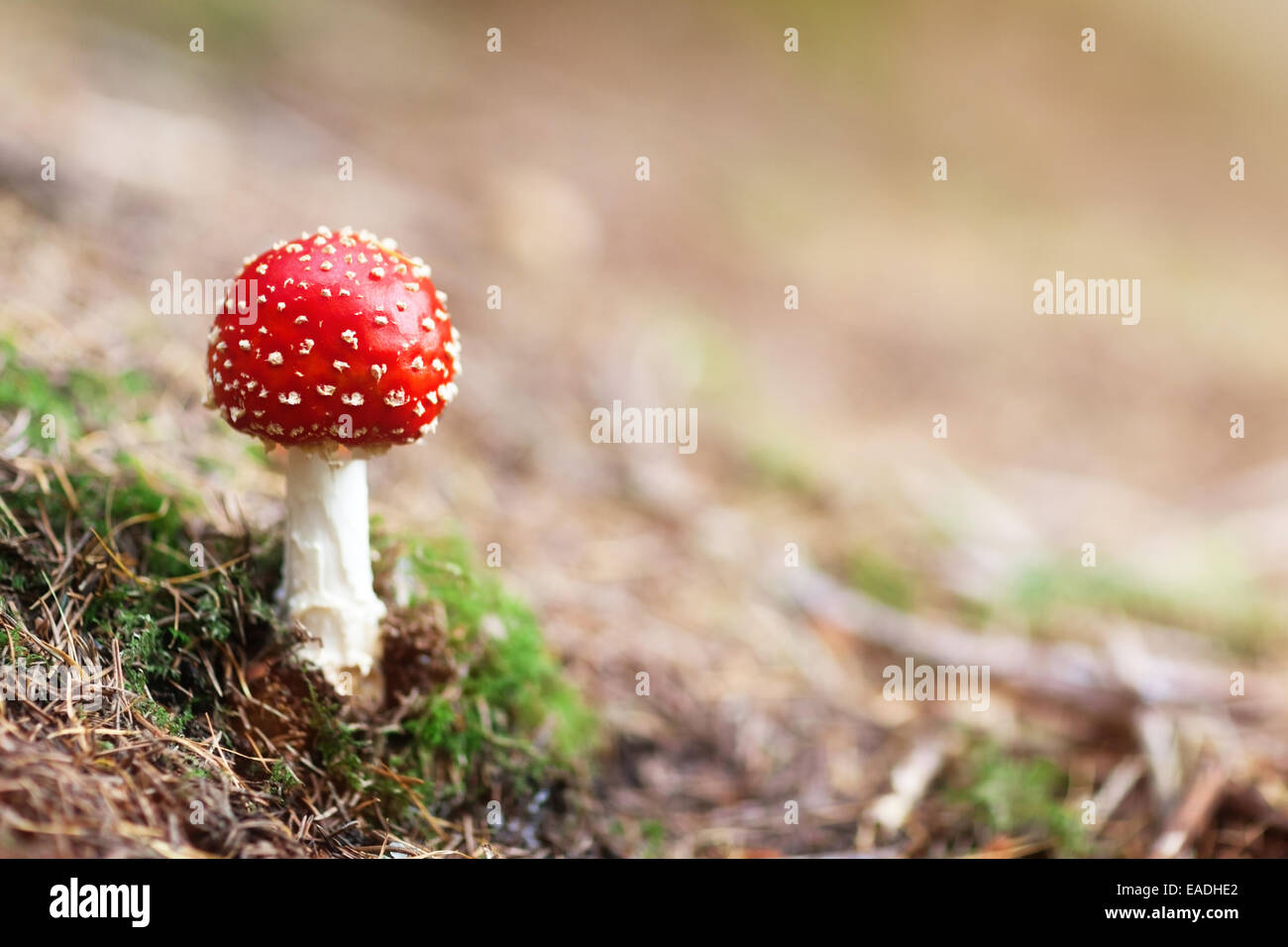 Agaric Fly le rouge et le blanc de champignons vénéneux dans la forêt Banque D'Images