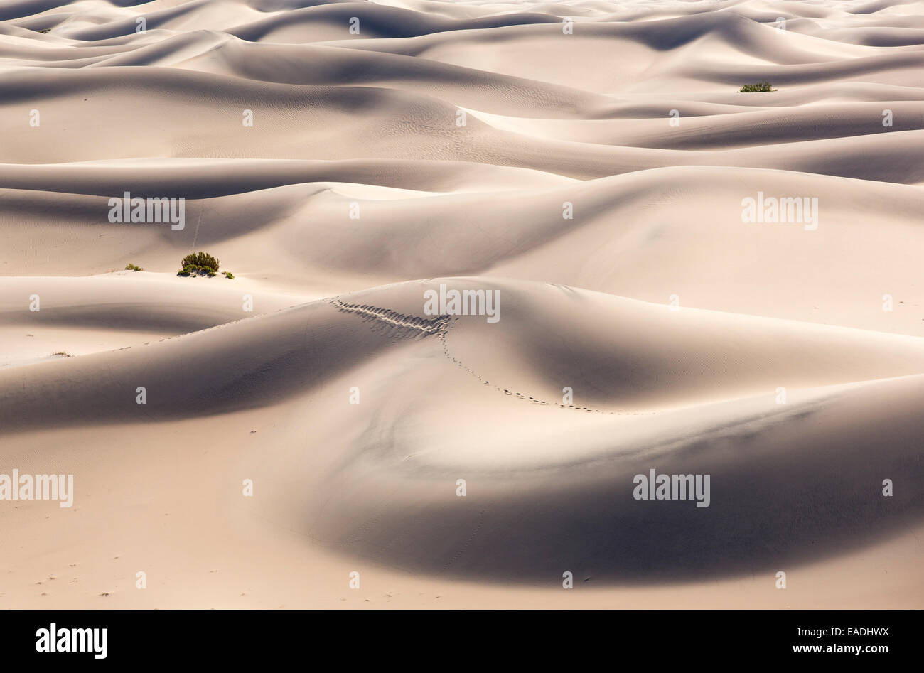 Le mesquite flat dunes dans la vallée de la mort qui est le plus faible, le plus chaud, le plus sec aux Etats-Unis, avec une pluviométrie annuelle moyenne d'environ 2 pouces, certaines années, il ne reçoit pas de pluie du tout. Banque D'Images