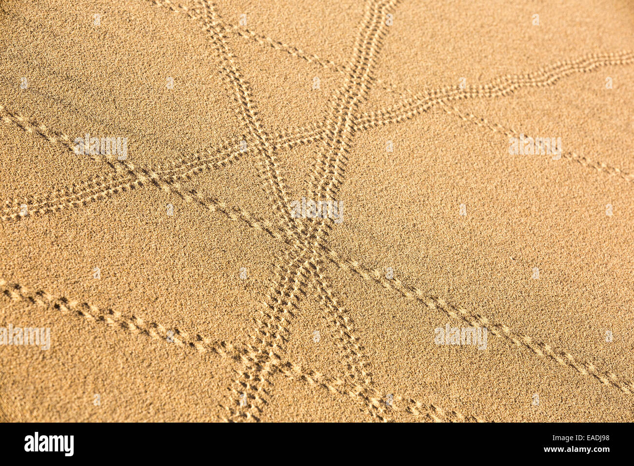 Sur les sentiers de lézard Mesquite flat dunes dans la vallée de la mort qui est le plus faible, le plus chaud, le plus sec aux Etats-Unis, avec une pluviométrie annuelle moyenne d'environ 2 pouces, certaines années, il ne reçoit pas de pluie du tout. Banque D'Images