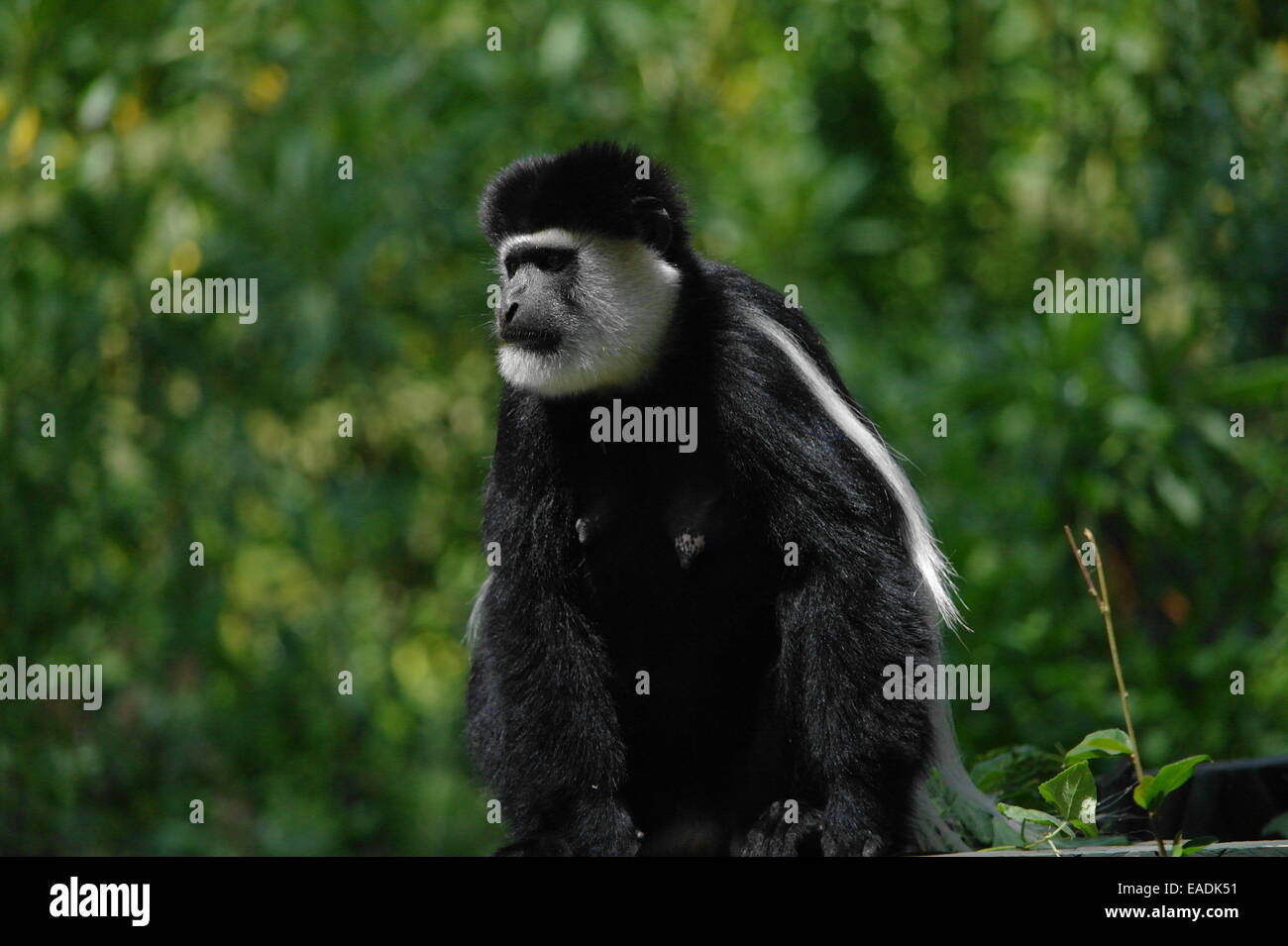 Singe Colobus noir et blanc Banque D'Images