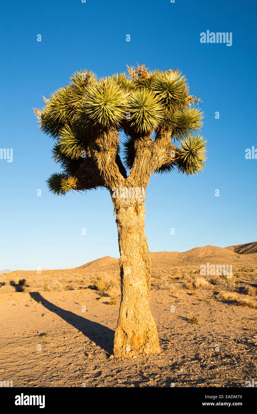 Un Joshua Tree, Yucca brevifolia sur la route dans la vallée de la mort du Nord, Californie, USA. Banque D'Images