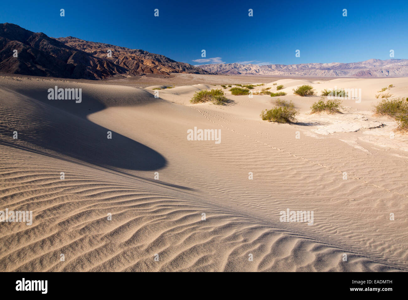 Le mesquite flat dunes dans la vallée de la mort qui est le plus faible, le plus chaud, le plus sec aux Etats-Unis, avec une pluviométrie annuelle moyenne d'environ 2 pouces, certaines années, il ne reçoit pas de pluie du tout. Banque D'Images